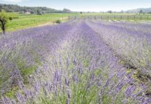 La Provenza in Italia: un lavandeto dietro casa